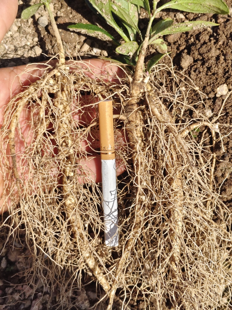 粉花阔叶白鲜皮一年苗