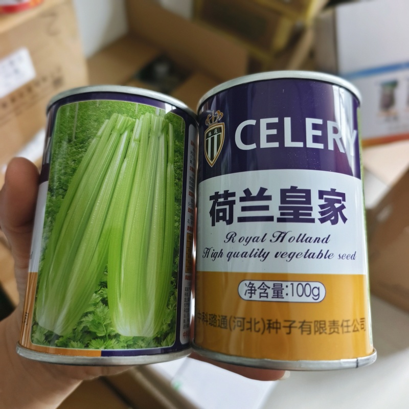 璐通芹菜种子荷兰皇家西芹种子实心芹芹菜种籽耐热耐寒四季蔬
