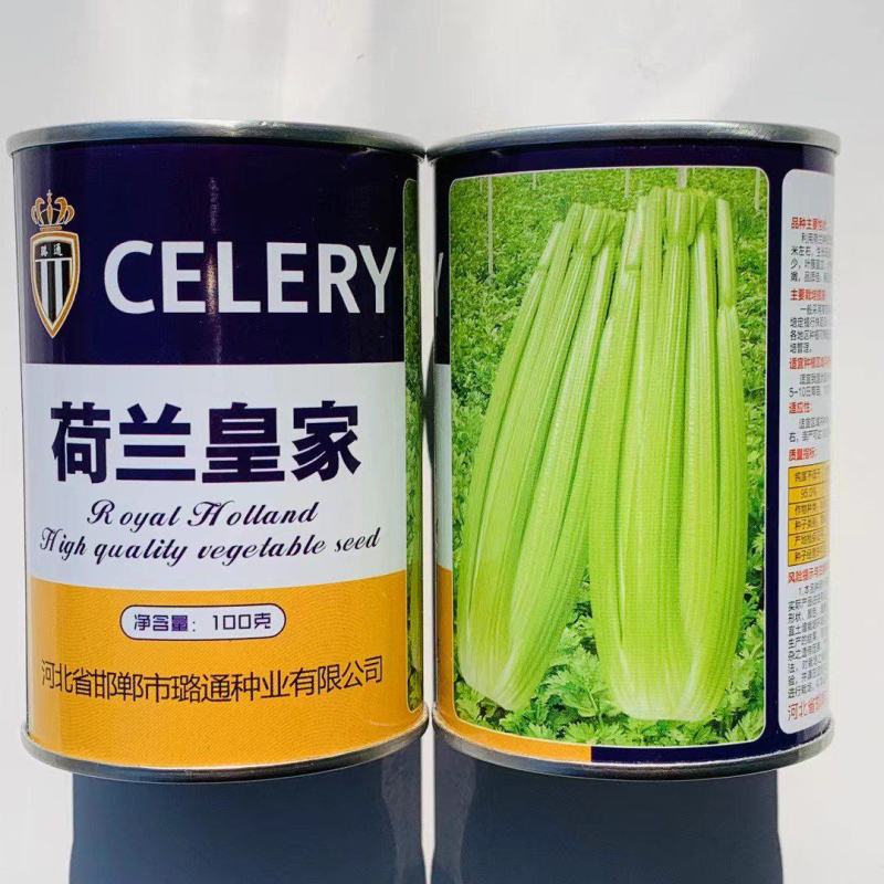 璐通芹菜种子荷兰皇家西芹种子实心芹芹菜种籽耐热耐寒四季蔬