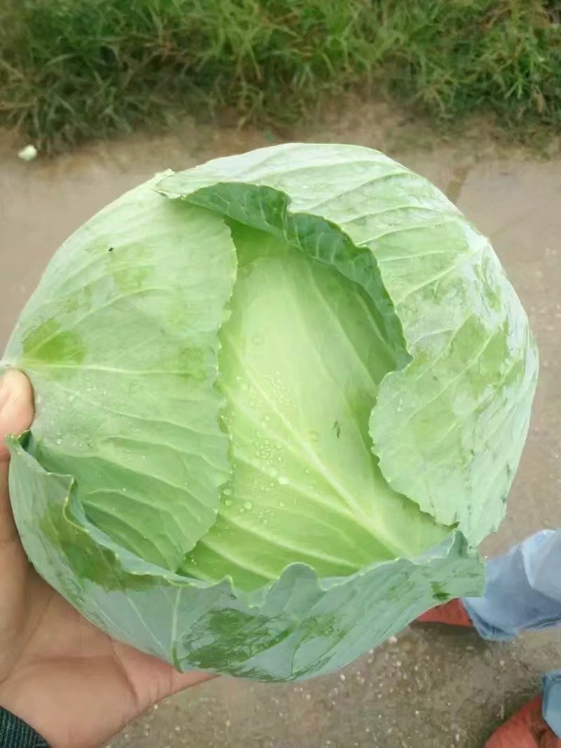 精品甘蓝中甘21基地直发量大从优品质保证对接各大商超