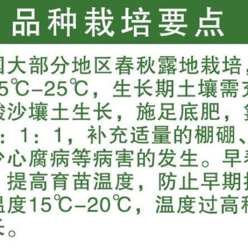 四季小香芹山芹种子高产黄绿色小香芹种子清香无苦味小芹菜种