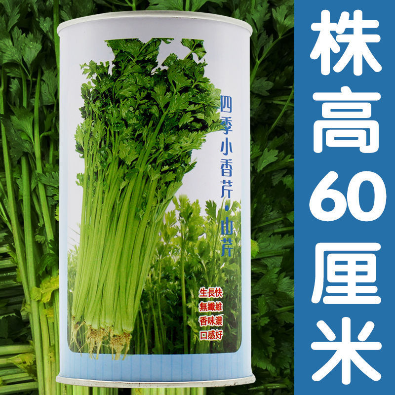 四季小香芹山芹种子高产黄绿色小香芹种子清香无苦味小芹菜种
