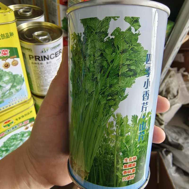 四季小香芹山芹种子高产黄绿色小香芹种子清香无苦味小芹菜种