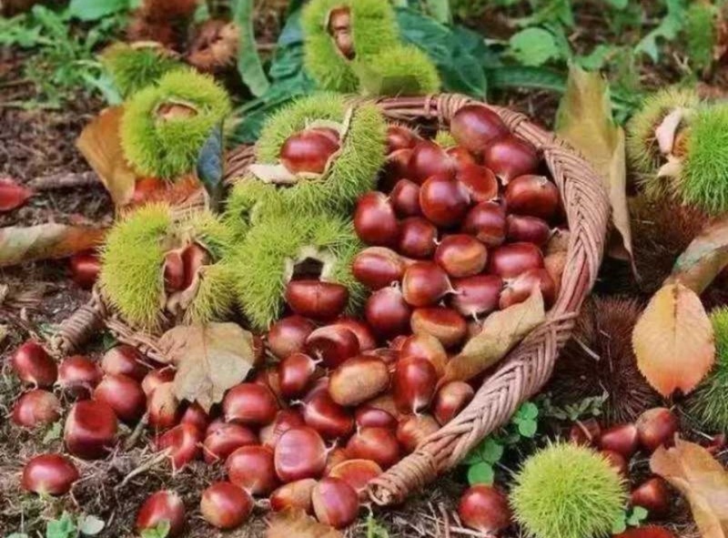 【热卖推荐】湖北孝感板栗栗子好吃不贵经济实惠可对接全国