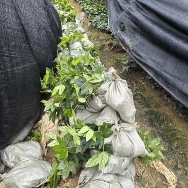 基地直供耐荫植物八角金盘杯苗八角金盘地芭八角金盘芽苗