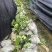 基地直供耐荫植物八角金盘杯苗八角金盘地芭八角金盘芽苗