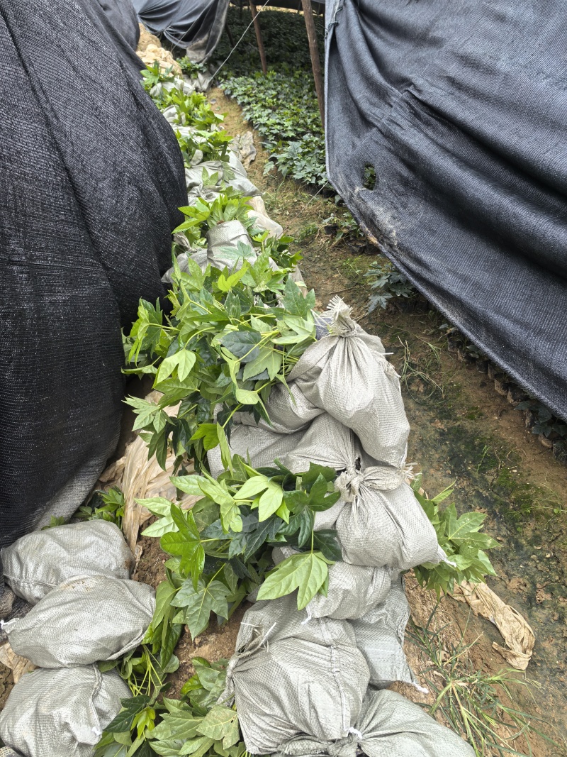 基地直供耐荫植物八角金盘杯苗八角金盘地芭八角金盘芽苗