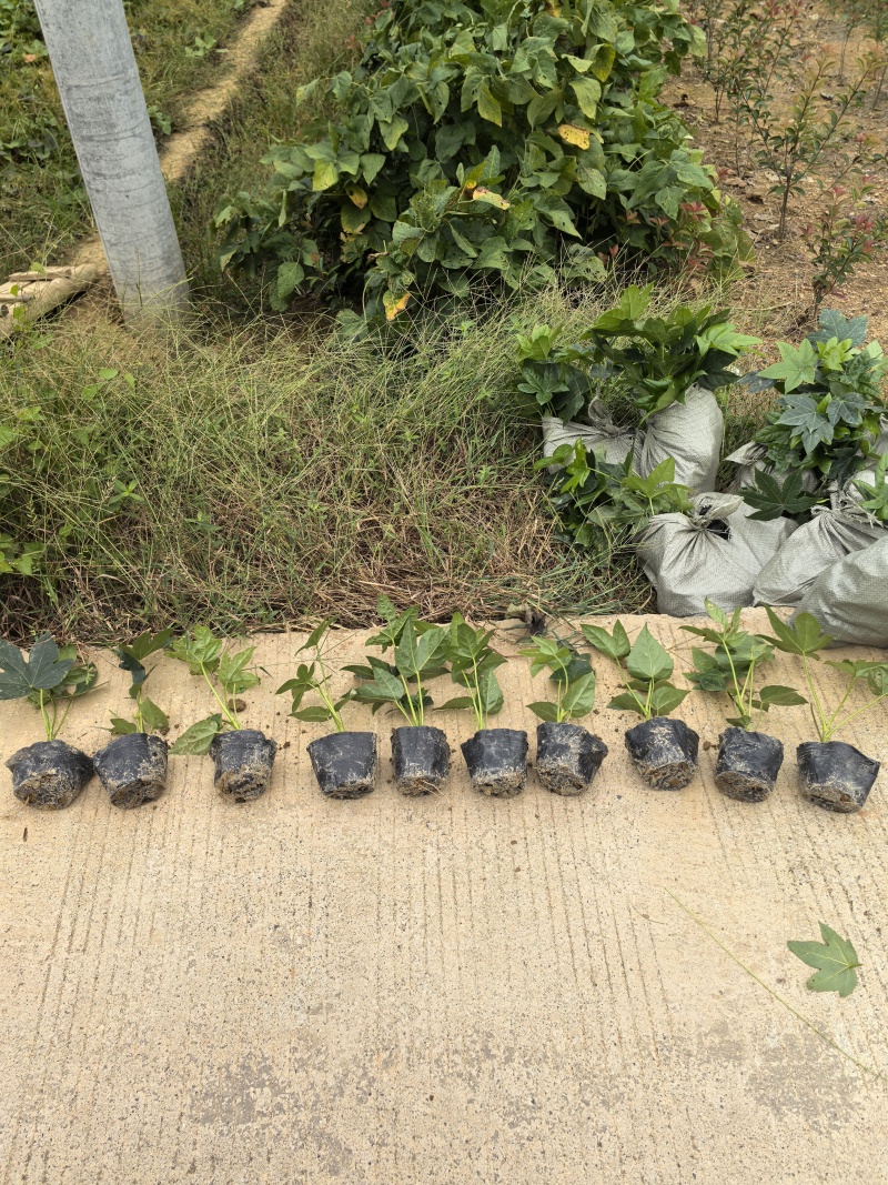 基地直供耐荫植物八角金盘杯苗八角金盘地芭八角金盘芽苗