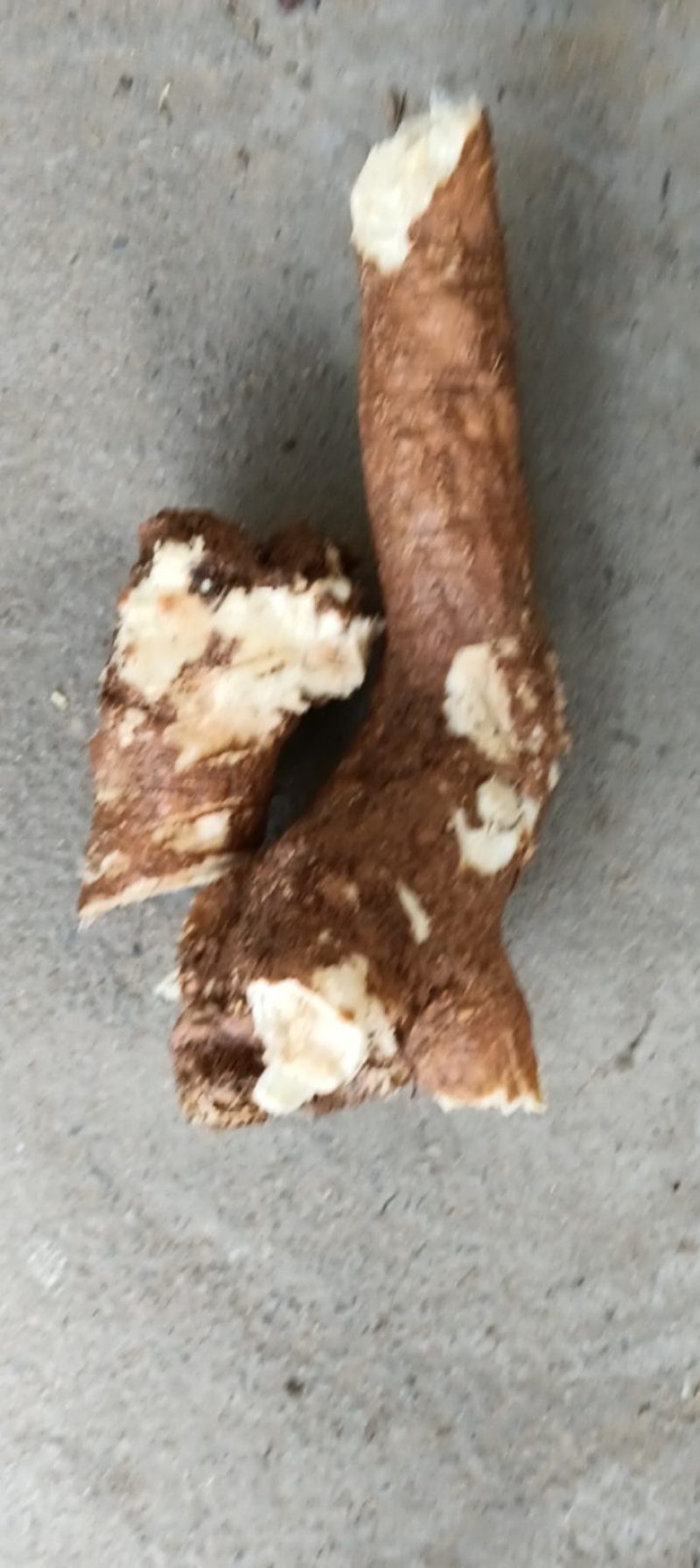 红皮野生商陆