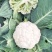 松花菜散花现挖现发品质保证货源充足支持全国发货价格美丽
