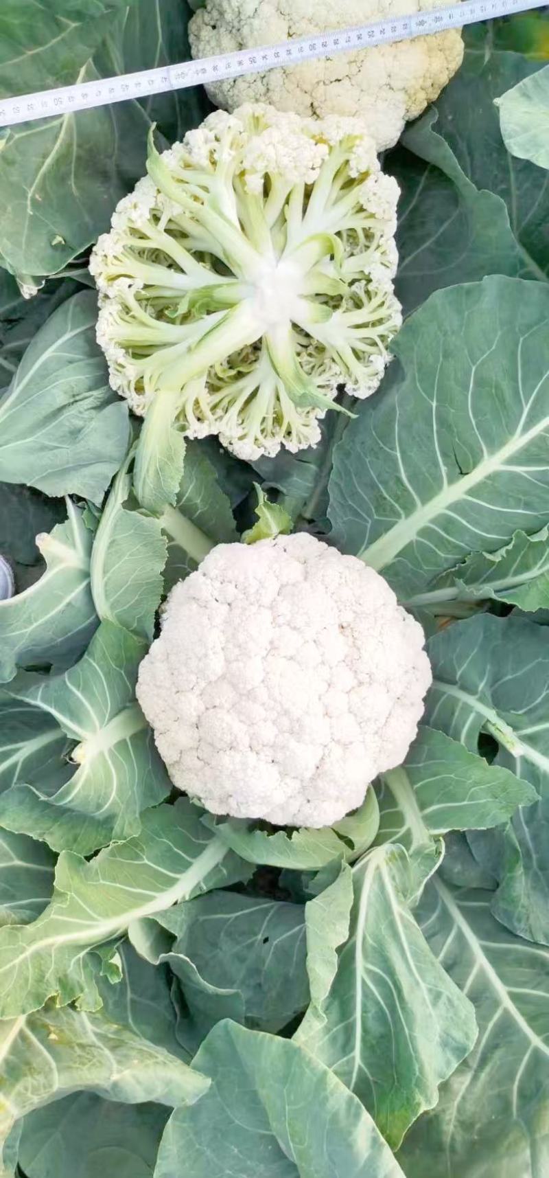 松花菜散花现挖现发品质保证货源充足支持全国发货价格美丽