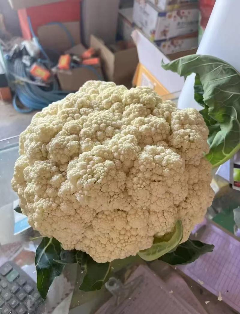 松花菜散花现挖现发品质保证货源充足支持全国发货价格美丽