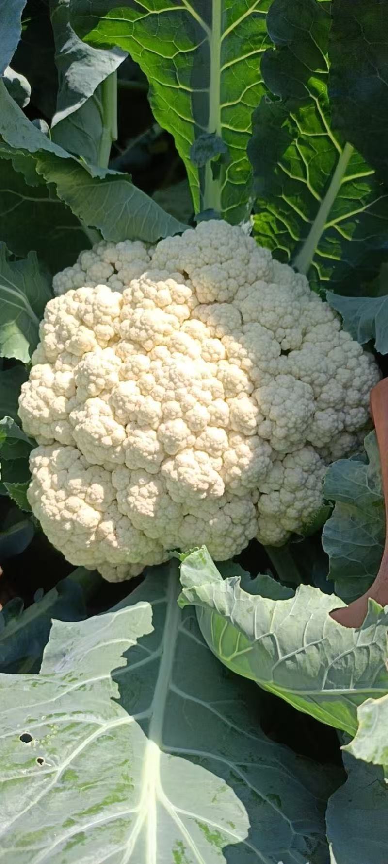 松花菜散花现挖现发品质保证货源充足支持全国发货价格美丽