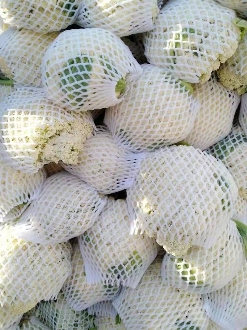 松花菜散花现挖现发品质保证货源充足支持全国发货价格美丽