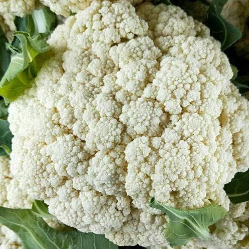松花菜散花现挖现发品质保证货源充足支持全国发货价格美丽