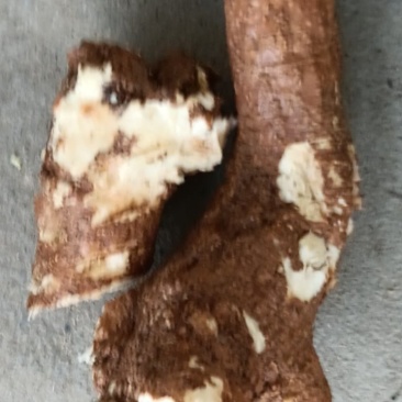 红皮野生商陆