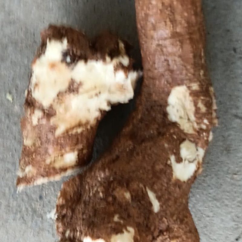 红皮野生商陆