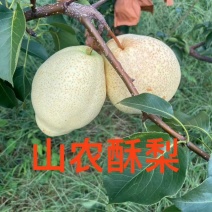 山农酥梨脆甜无渣皮薄肉厚