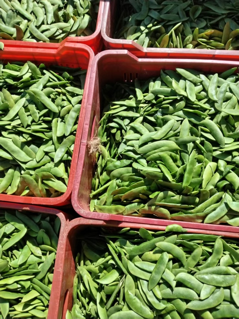 白玉豆王帝豆大量上市产地直发欢迎采购