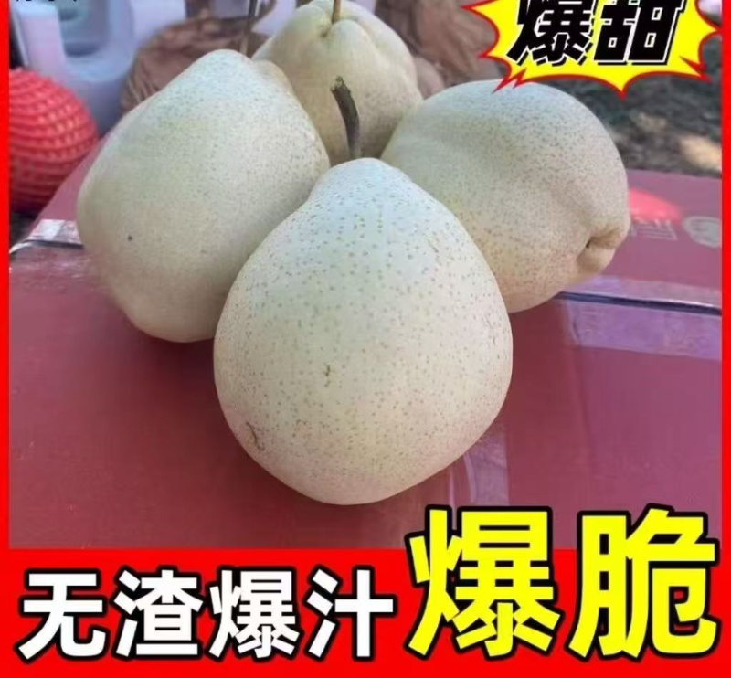 山农酥梨脆甜无渣皮薄肉厚