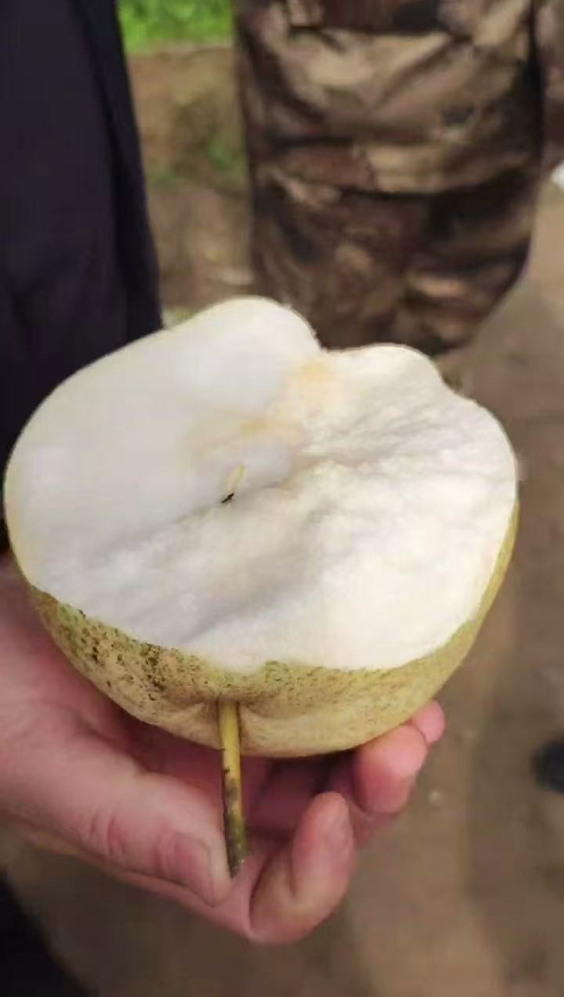 山农酥梨脆甜无渣皮薄肉厚