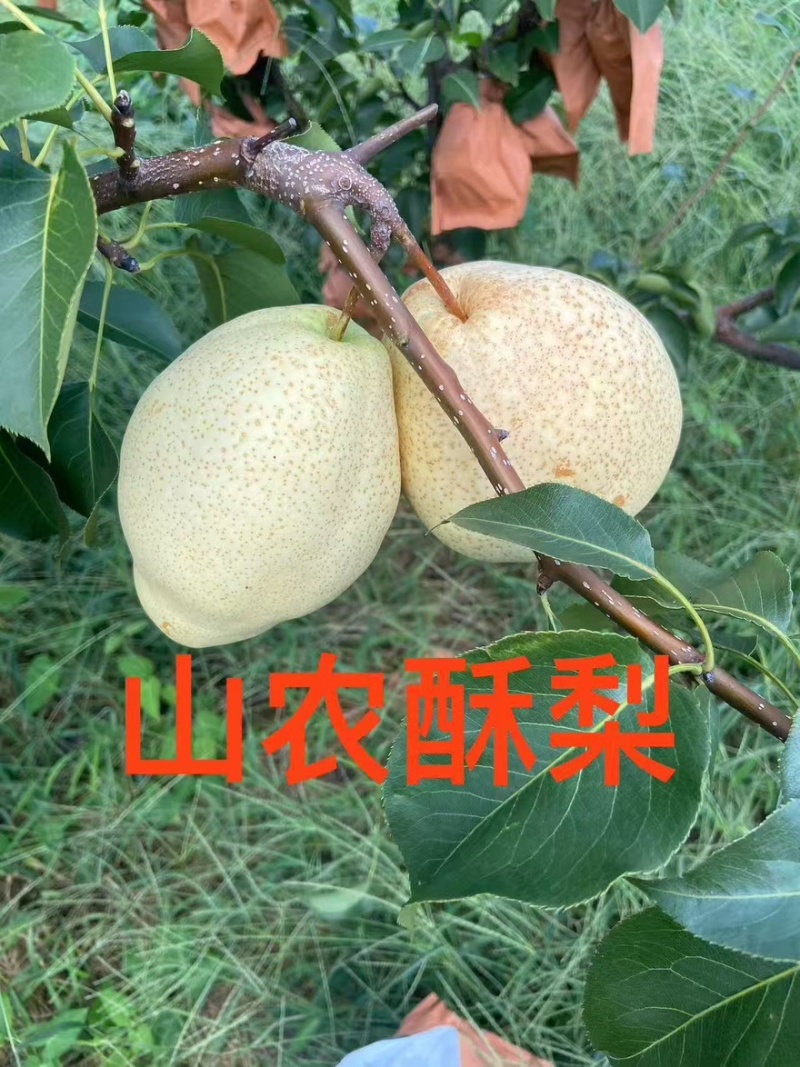 山农酥梨脆甜无渣皮薄肉厚