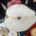 山农酥梨脆甜无渣皮薄肉厚