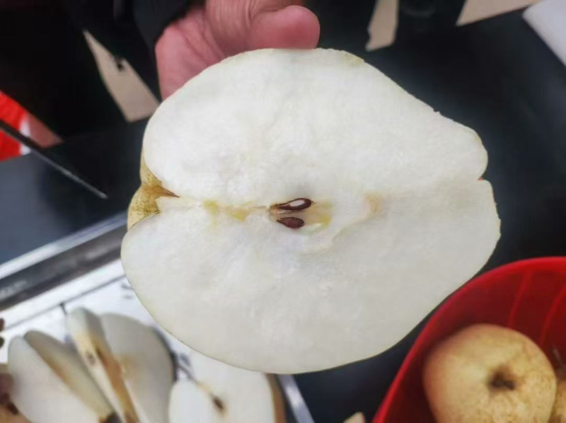 山农酥梨脆甜无渣皮薄肉厚