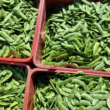 白玉豆王帝豆大量上市产地直发欢迎采购