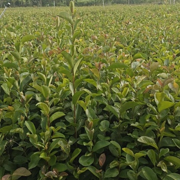 油茶苗