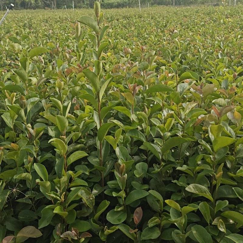 油茶苗