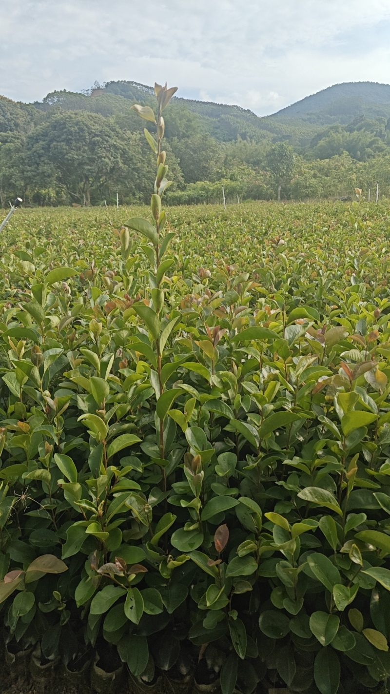 油茶苗