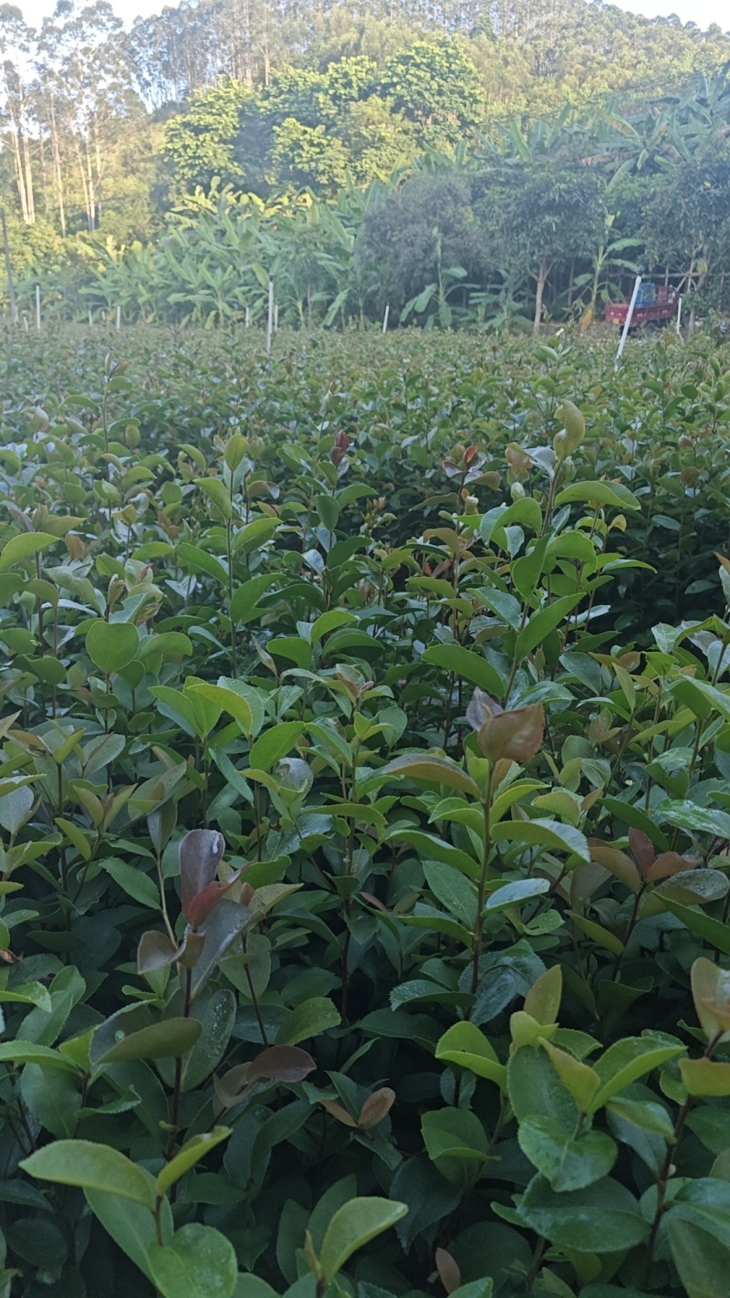 油茶苗