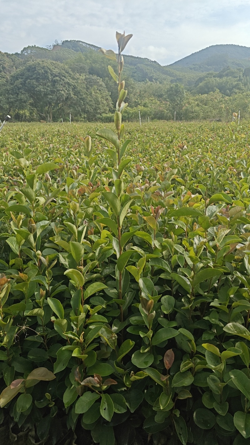 油茶苗