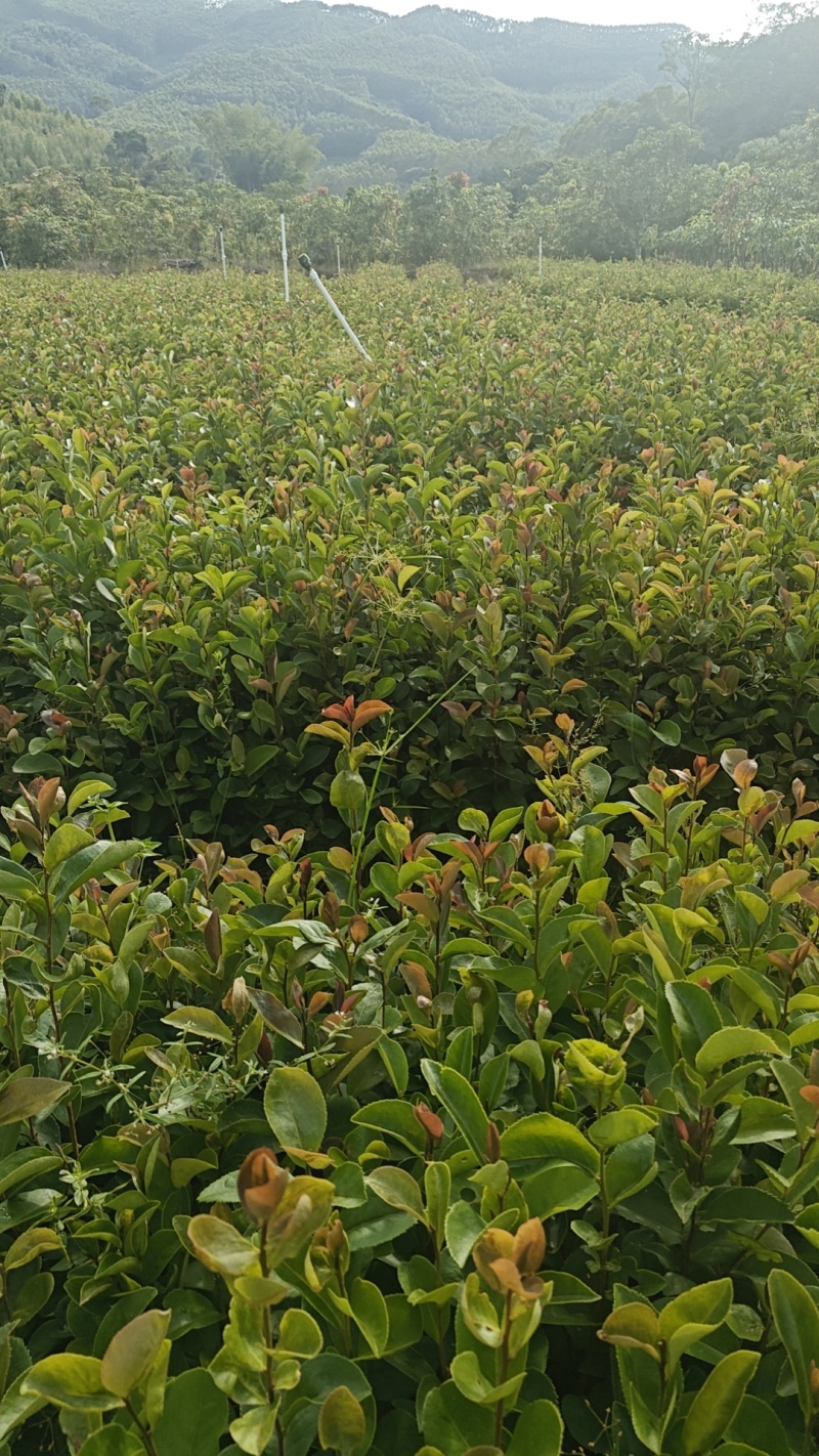 油茶苗
