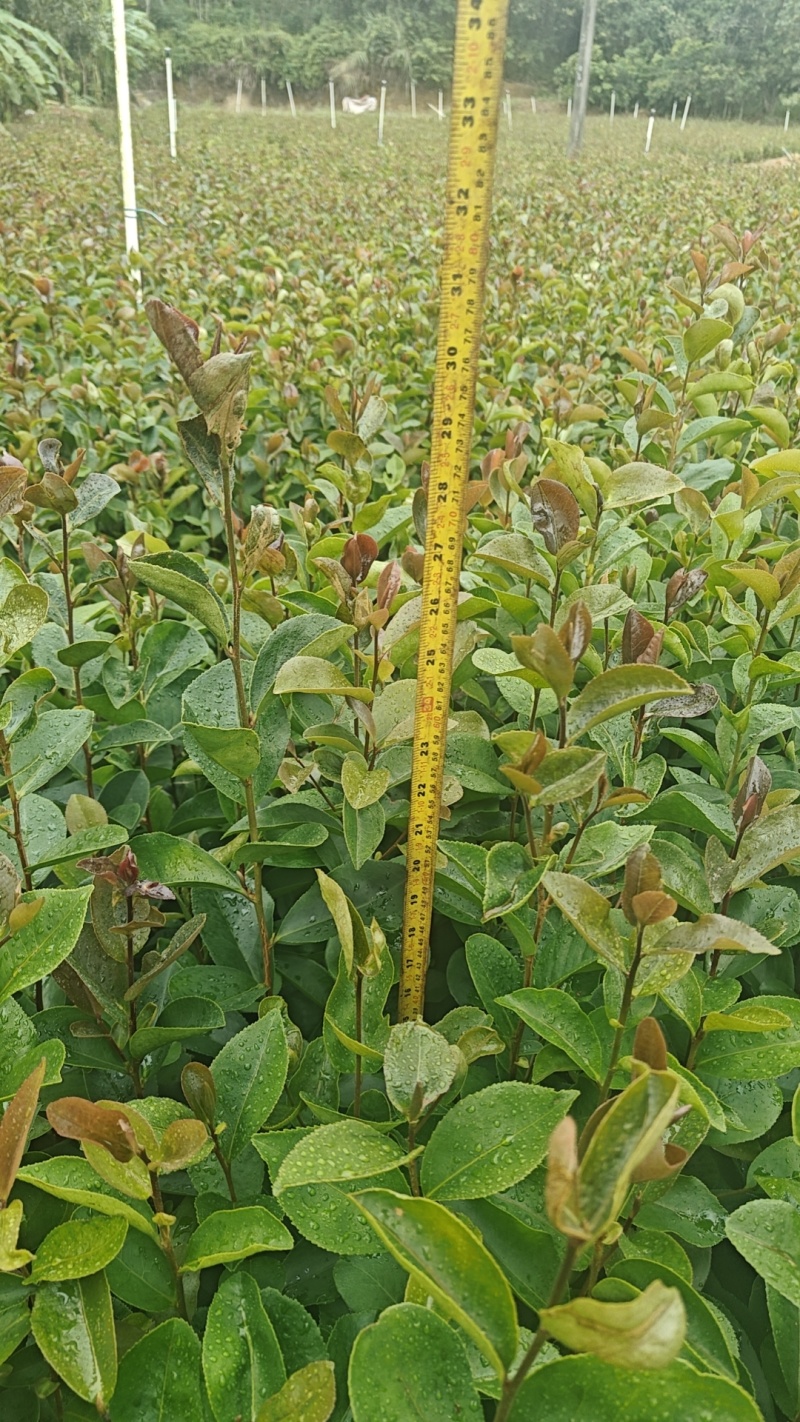 油茶苗
