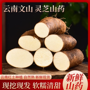 云南文山灵芝山药