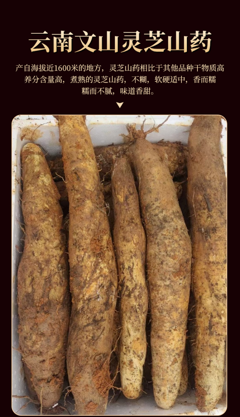 云南文山灵芝山药