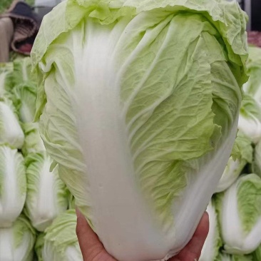 河南内黄圆头白菜大量上市，散装，筐装，代收，代收，