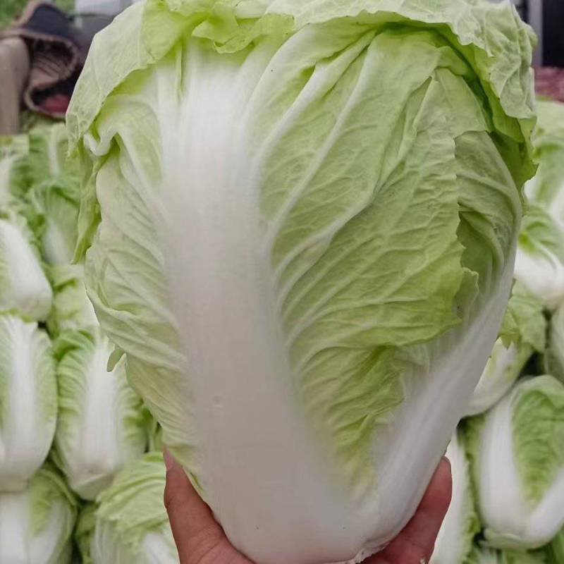 河南内黄圆头白菜大量上市，散装，筐装，代收，代收，
