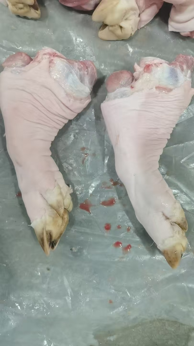 猪脚现货