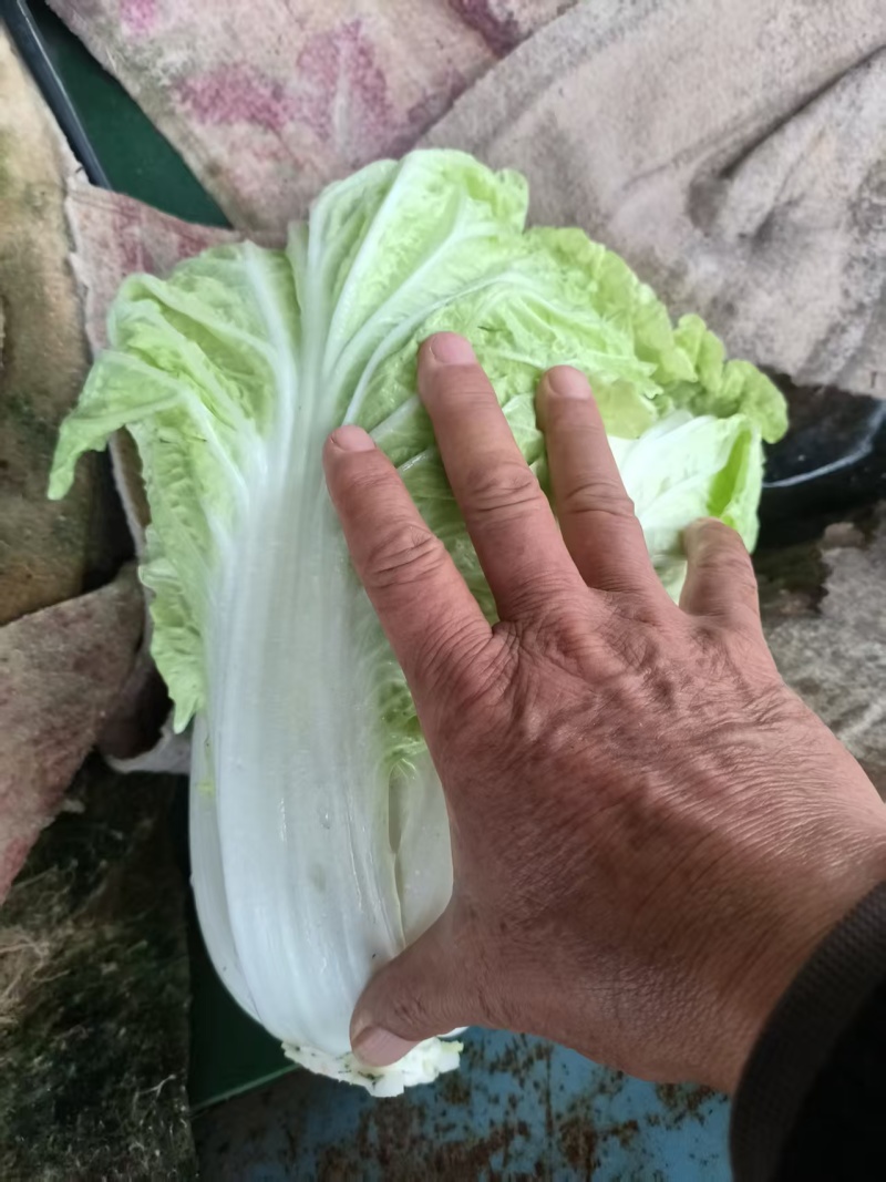 河南内黄圆头白菜大量上市，散装，筐装，代收，代收，