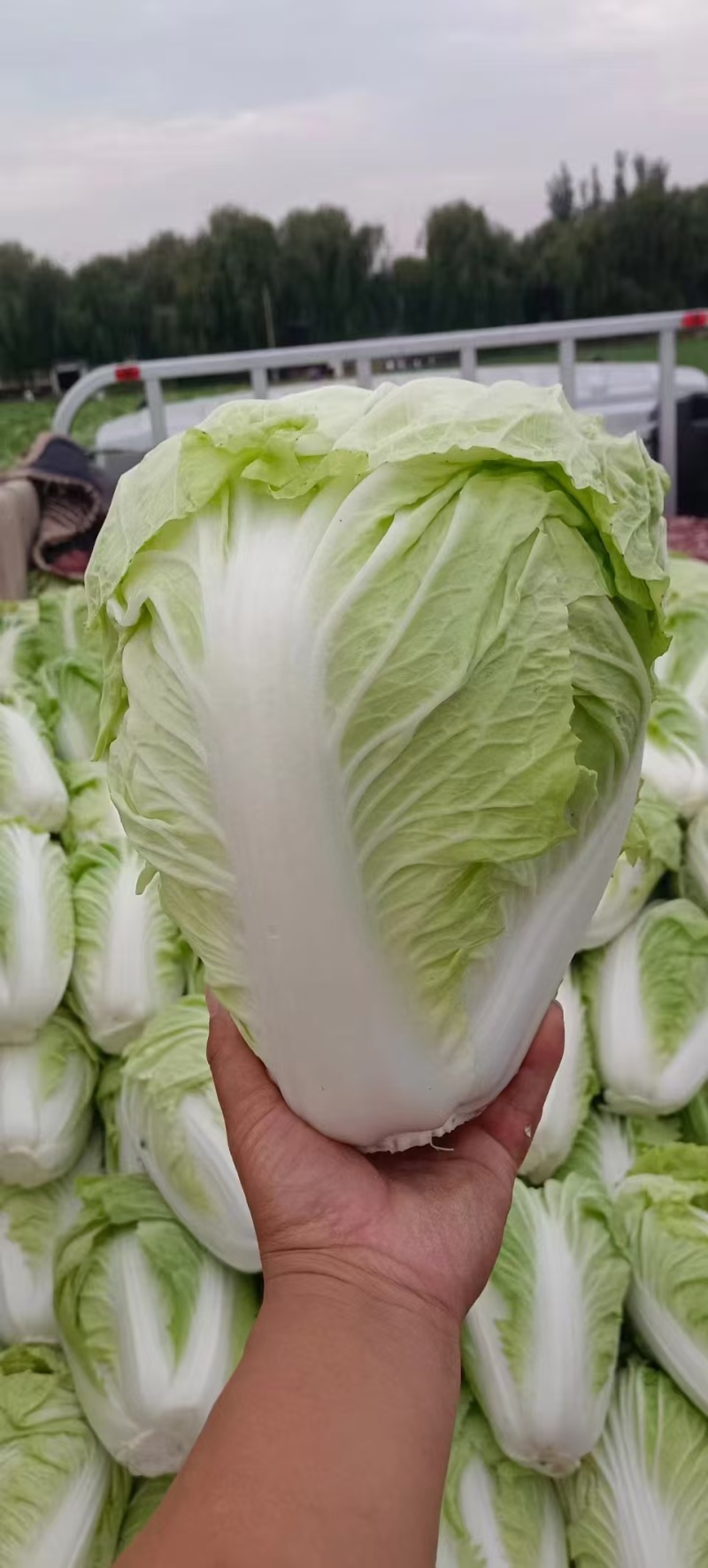 河南内黄圆头白菜大量上市，散装，筐装，代收，代收，
