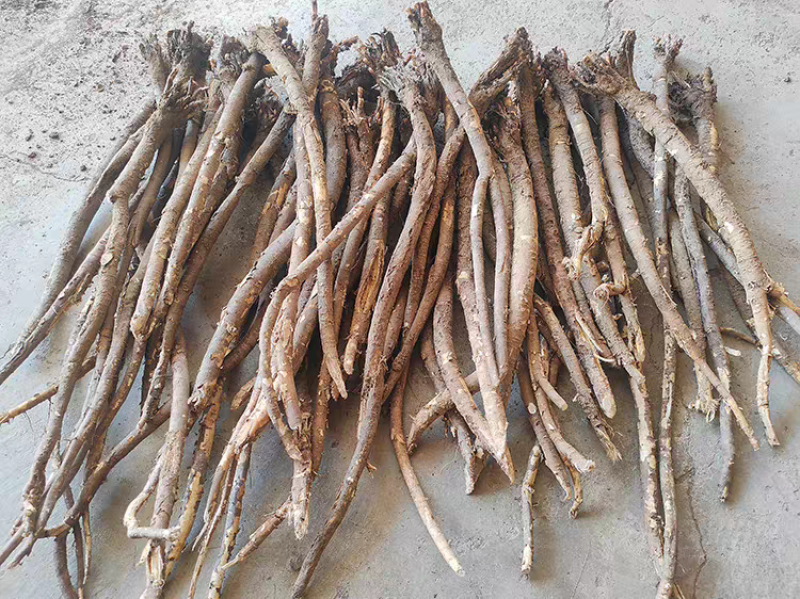鲜挖红芪批发现挖现卖大条红芪