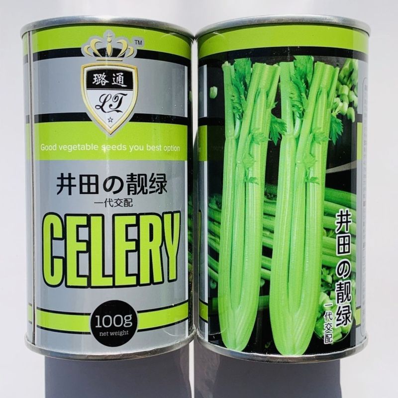 优质芹菜新品种井田靓绿芹菜种子抗病耐低温一代交配西芹种子