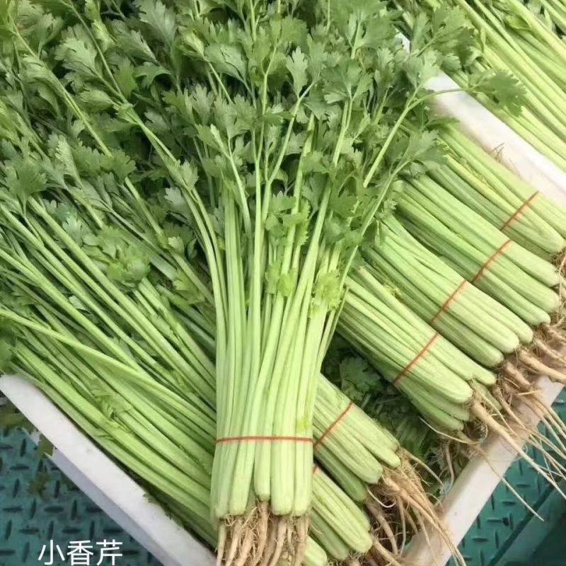 优质芹菜种子推荐绿如意翠嫩四季小香芹种子四季芹菜山芹种子
