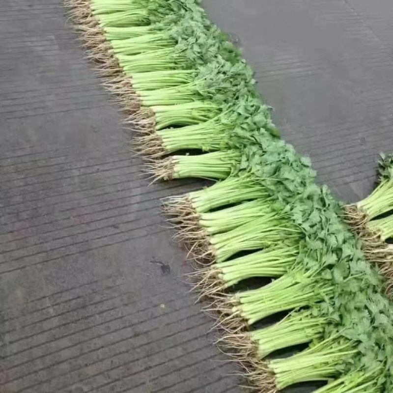 优质芹菜种子推荐绿如意翠嫩四季小香芹种子四季芹菜山芹种子