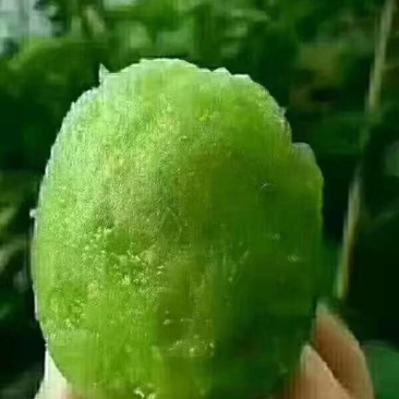 博山碧玉猕猴桃