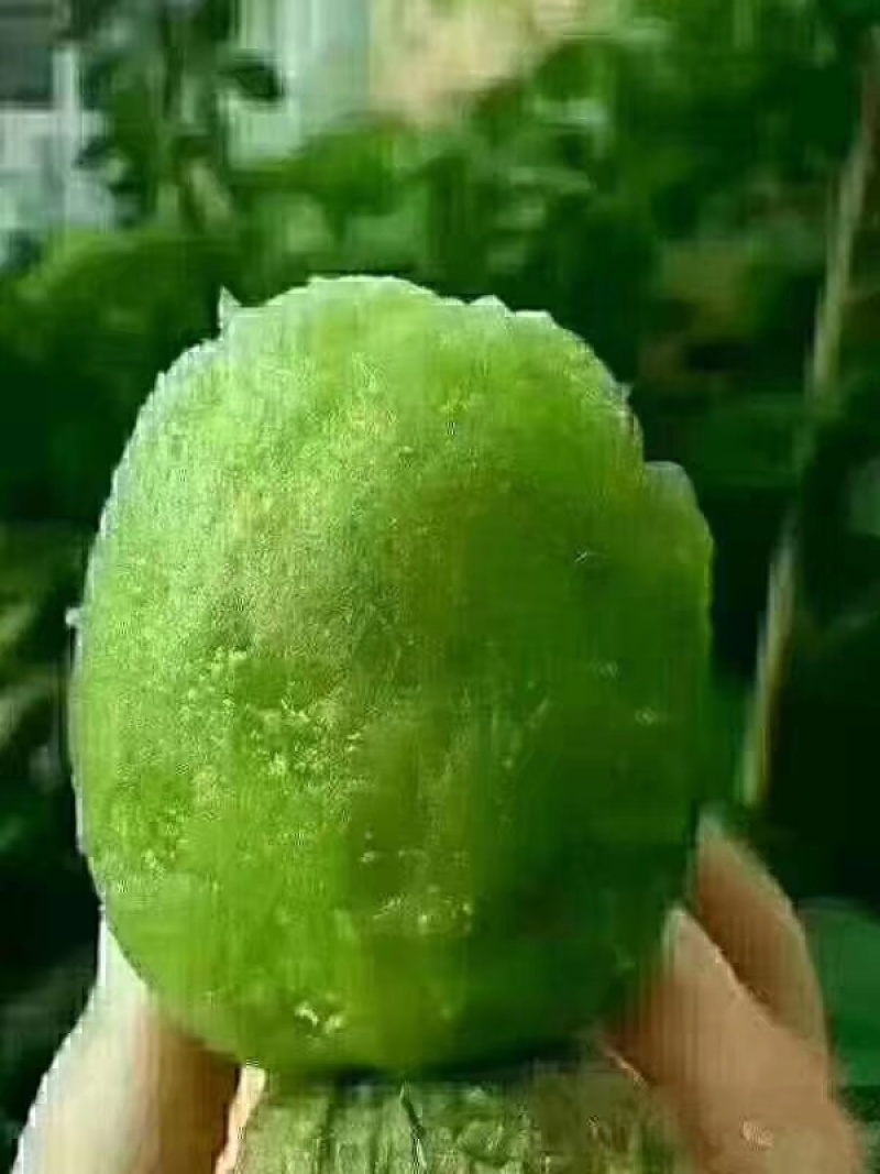 博山碧玉猕猴桃