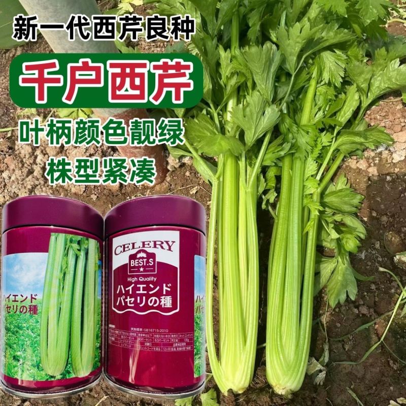 新一代西芹良种千户西芹种子罐装长势旺颜色靓绿高端芹菜种子